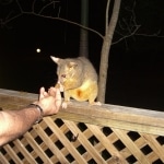 opossum4