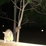 opossum5