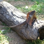 oz_animals10