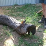oz_animals11