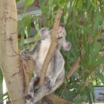 oz_animals16