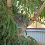 oz_animals17
