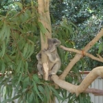 oz_animals28