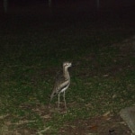 oz_animals3