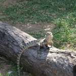 oz_animals6