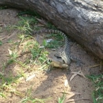 oz_animals7
