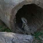 oz_animals8