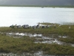 costa_fauna4