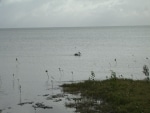 costa_fauna5
