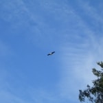 flora_fauna11