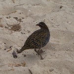 flora_fauna2