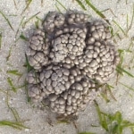 flora_fauna4