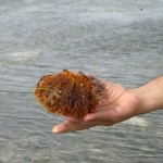 flora_fauna5