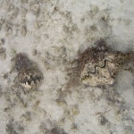 flora_fauna6