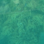 pesci6
