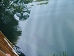 barramundi_e_tartarughe10