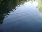 barramundi_e_tartarughe11