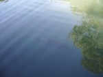 barramundi_e_tartarughe12
