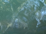 barramundi_e_tartarughe5