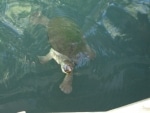 barramundi_e_tartarughe6
