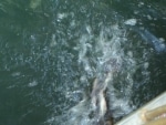 barramundi_e_tartarughe7