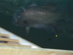 barramundi_e_tartarughe8