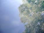 barramundi_e_tartarughe9