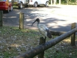 pappagalli_e_ibis2