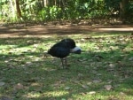 pappagalli_e_ibis3