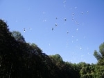 pappagalli_e_ibis4