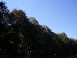 pappagalli_e_ibis5