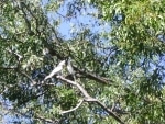 pappagalli_e_ibis6