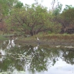kangaroo_watching7