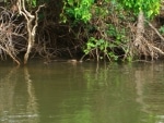 crocc3