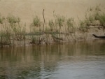 crocc8