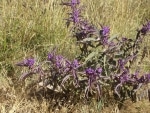 flora_e_strade2