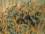 flora_e_strade3