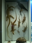 museo_etnografico6