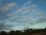 alba_sul_bush5