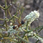 due_passi_nell_outback1