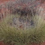 due_passi_nell_outback2