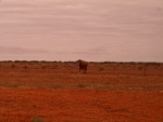 verso_ayers_rock8