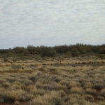 giro_intorno_a_uluru15