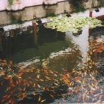giardino1