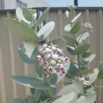 p1040825