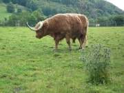 gita_nelle_highlands10