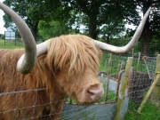 gita_nelle_highlands11