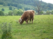 gita_nelle_highlands6