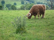 gita_nelle_highlands7