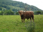 gita_nelle_highlands8